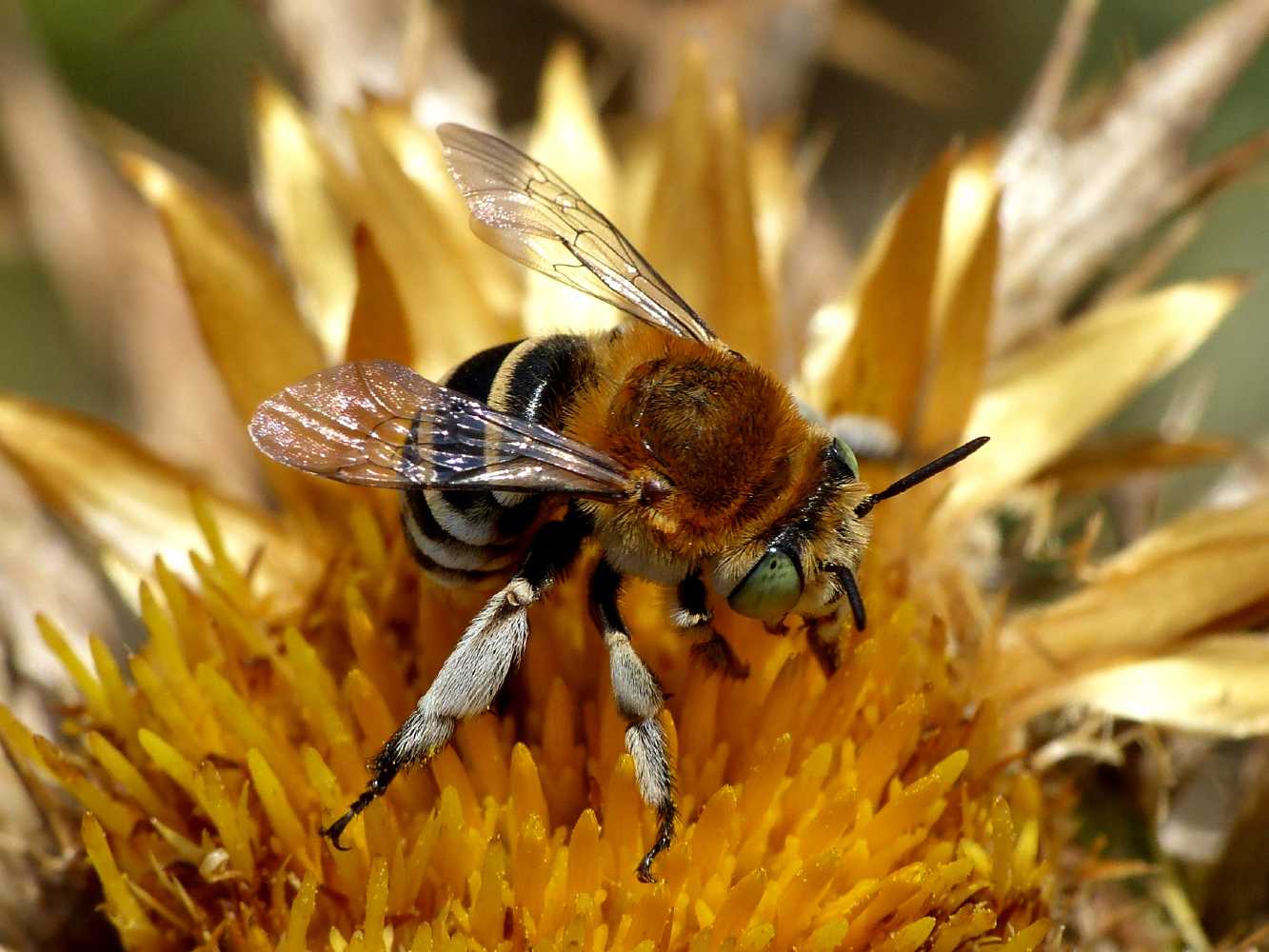 Amegilla sp.